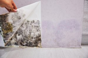 What Should I Do If I Find Mold In My Home?