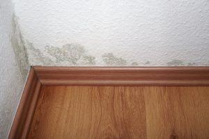 How Do I Know If There Is Mold Behind My Walls?